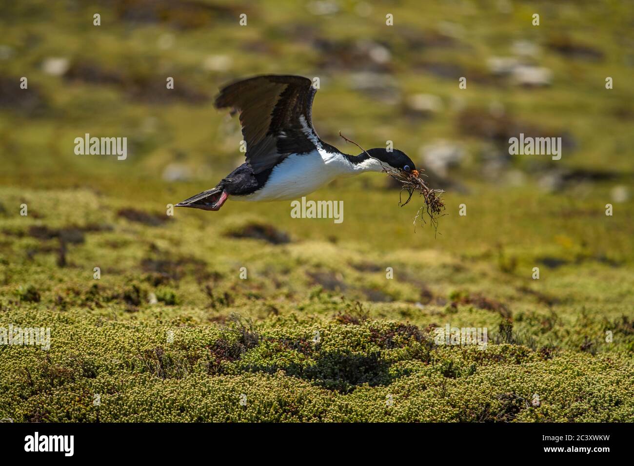 King Cormorant (Phalacrocorax atriceps), Saunders Island, West Falkland, Falkland Islands Stock Photo