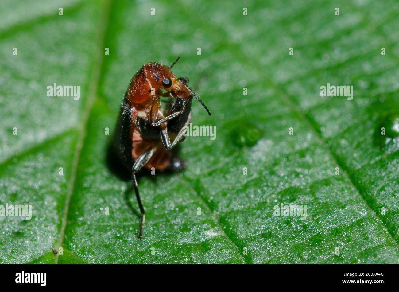 Soft-winged Flower Beetle, Collops sp., feeding on prey Stock Photo