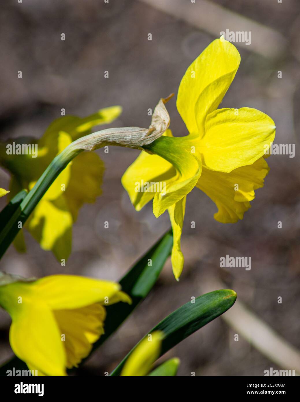 Side profile of daffodil hi-res stock photography and images - Alamy
