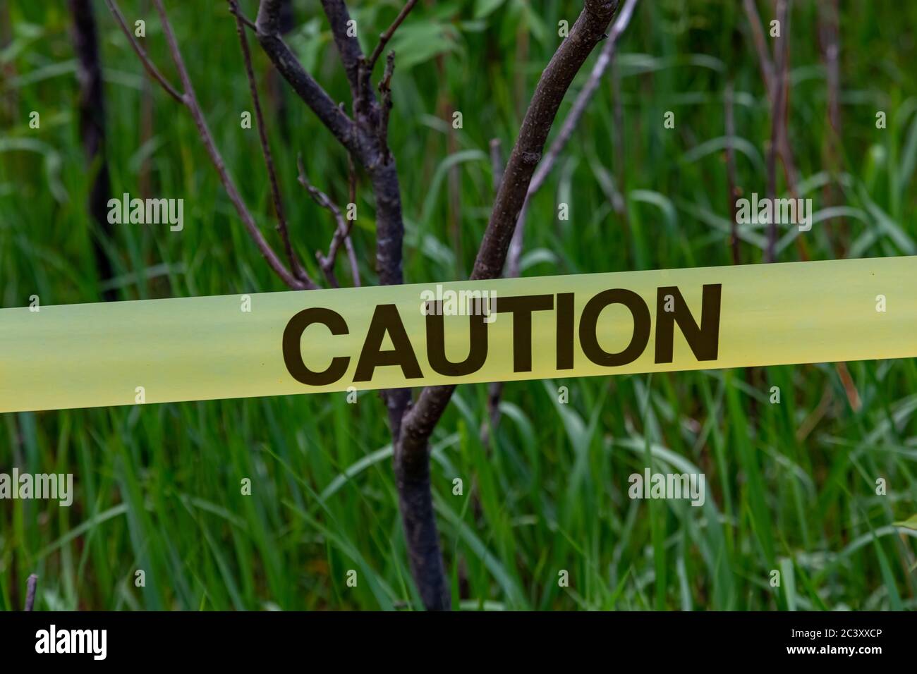 Yellow caution tape is stretched across an outdoor, natural area in front of grass and thin trees. Stock Photo