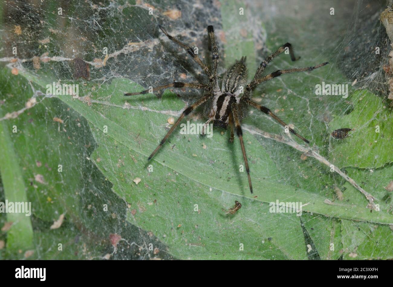 Funnelweb Spider, Family Agelenidae Stock Photo