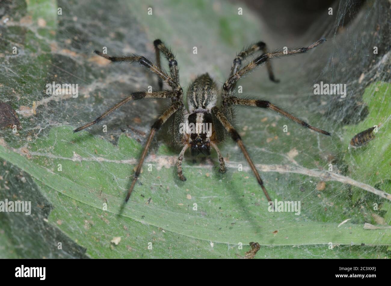 Funnelweb Spider, Family Agelenidae Stock Photo Alamy