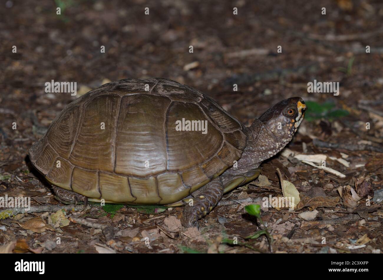 Three-toed Box Turtle, Terrapene carolina Stock Photo