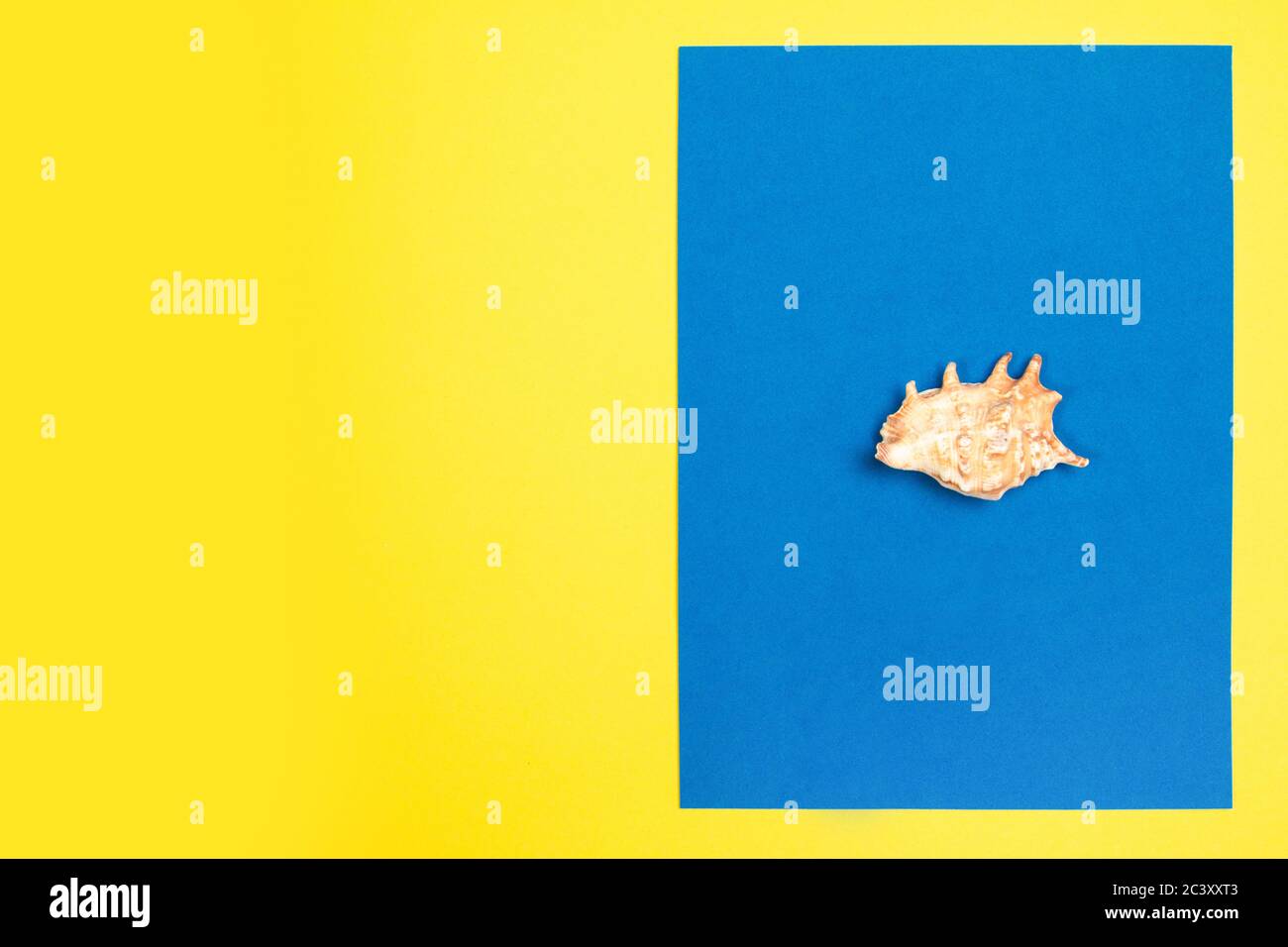 Orange seashell on a blue and yellow background Stock Photo