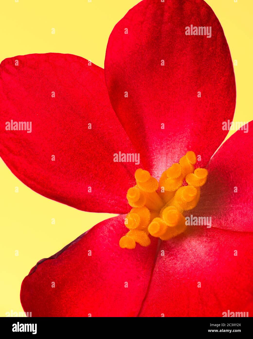 Abstract closeup of a red and yellow begonia flower Stock Photo