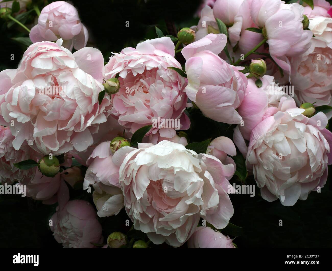 Many beautiful soft pink double peony flowers. Stock Photo