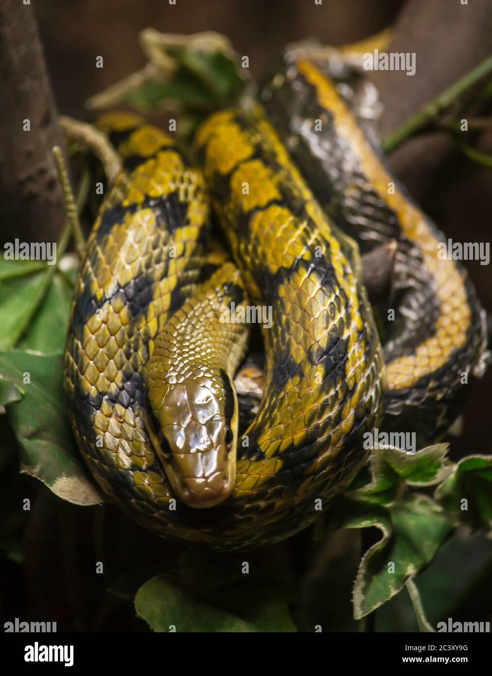 Portrait of a python snake wrapped around a tree branch. Stock Photo