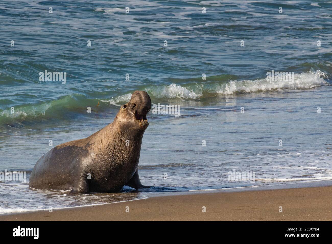 Elephant Seal at the Beach Stock Photo