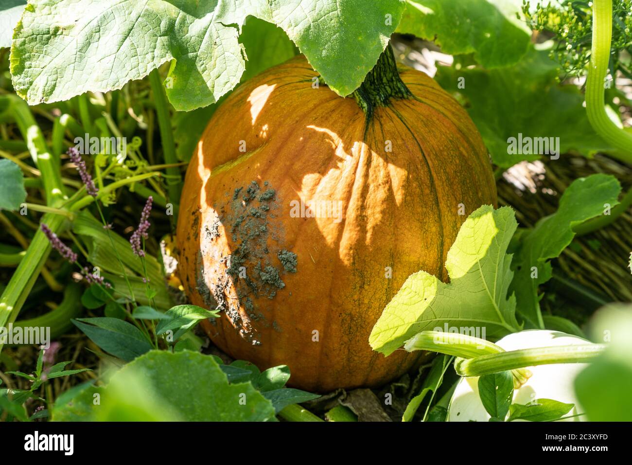 Bright orange pumpkins in pumpkin patch ready to be picked for Halloween and  Thanksgiving decorations. Stock Photo