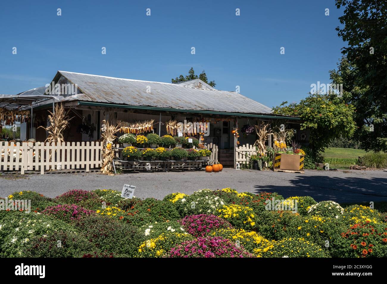 Lancaster County, Pennsylvania- September 3, 2019: Mums, pumpkins and fall corn on sale at local Farmer's Market Stock Photo