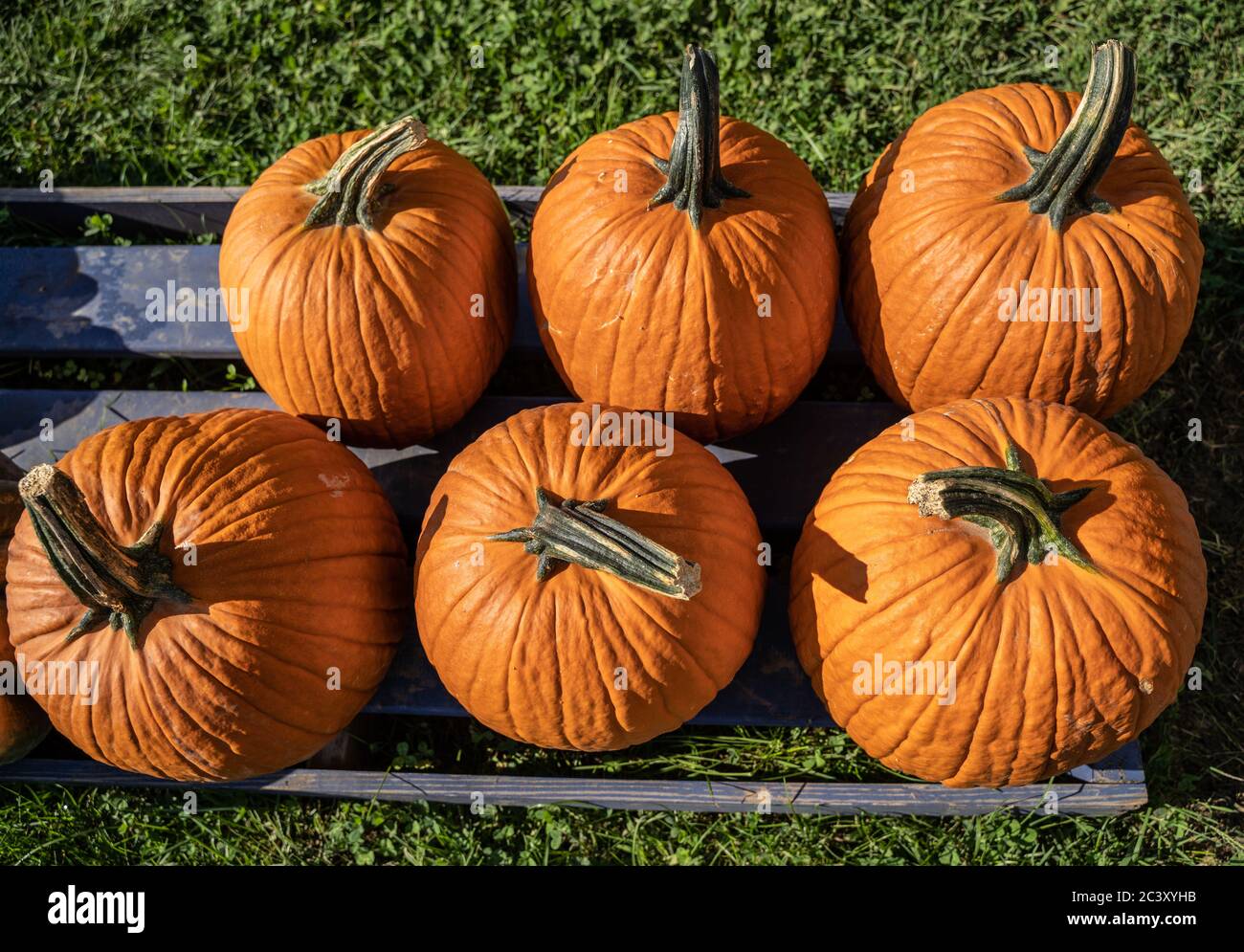 Bright orange pumpkins on display at Farmer's Market, ready to be picked for Halloween and  Thanksgiving decorations. Stock Photo