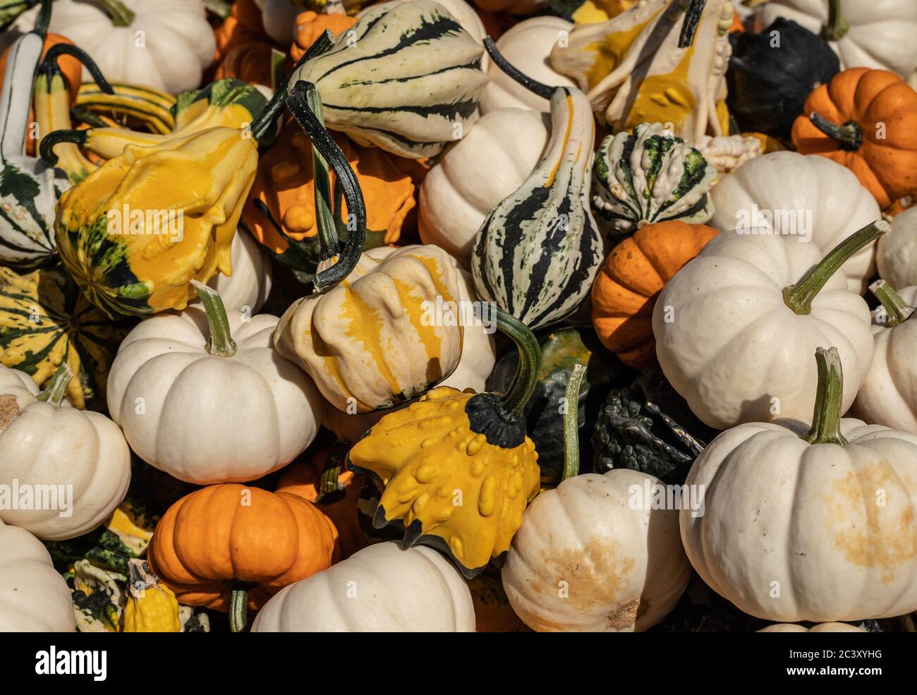 Colorful gourds and pumpkins on display at Farmer's Market Stock Photo ...