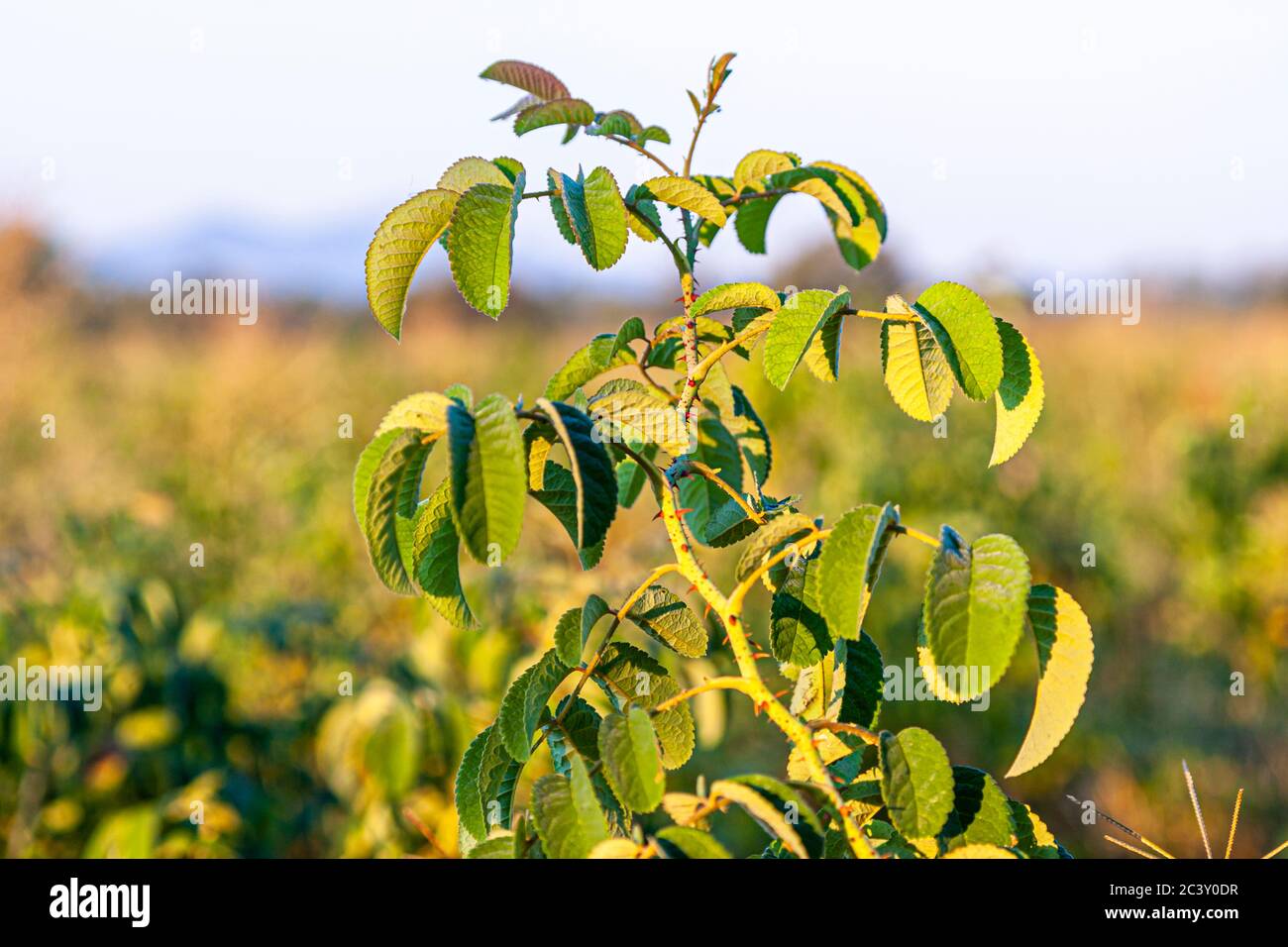 Impressions of Bulgaria. Plantation with roses for fragrance production Stock Photo
