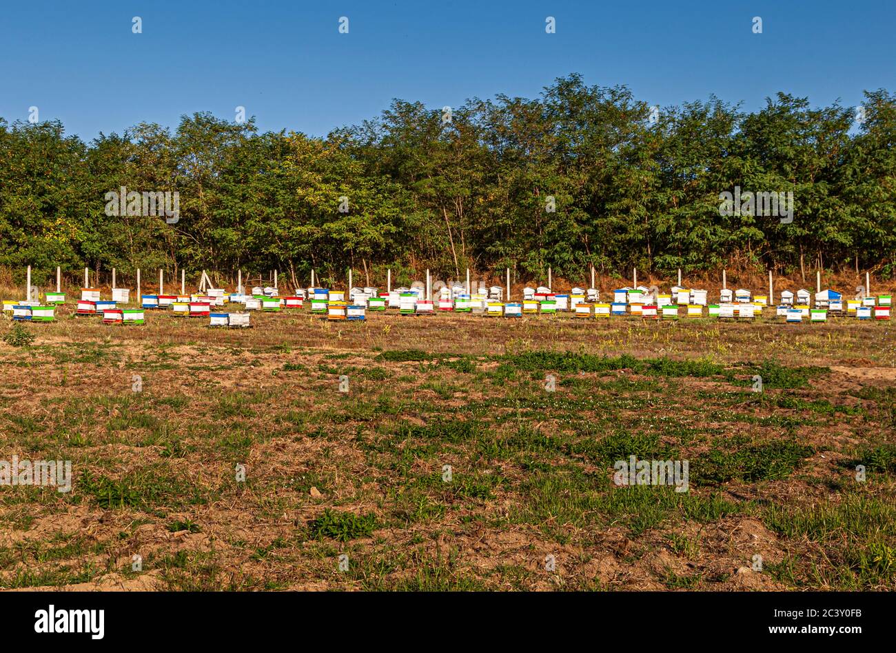 A plethora of bee hives in a field in Bulgaria Stock Photo