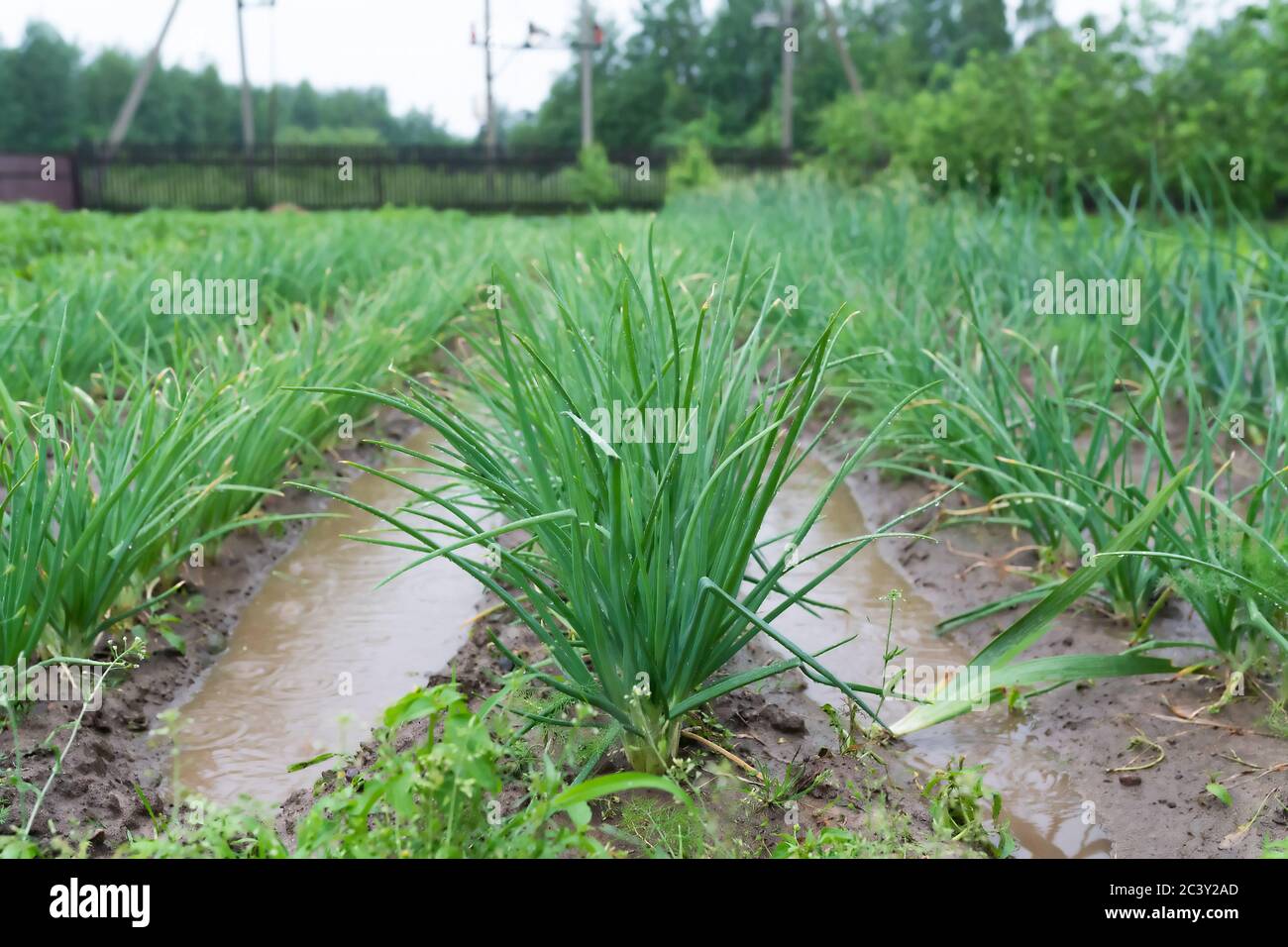 Green onions in the water on the garden plot after heavy rain. Stock Photo