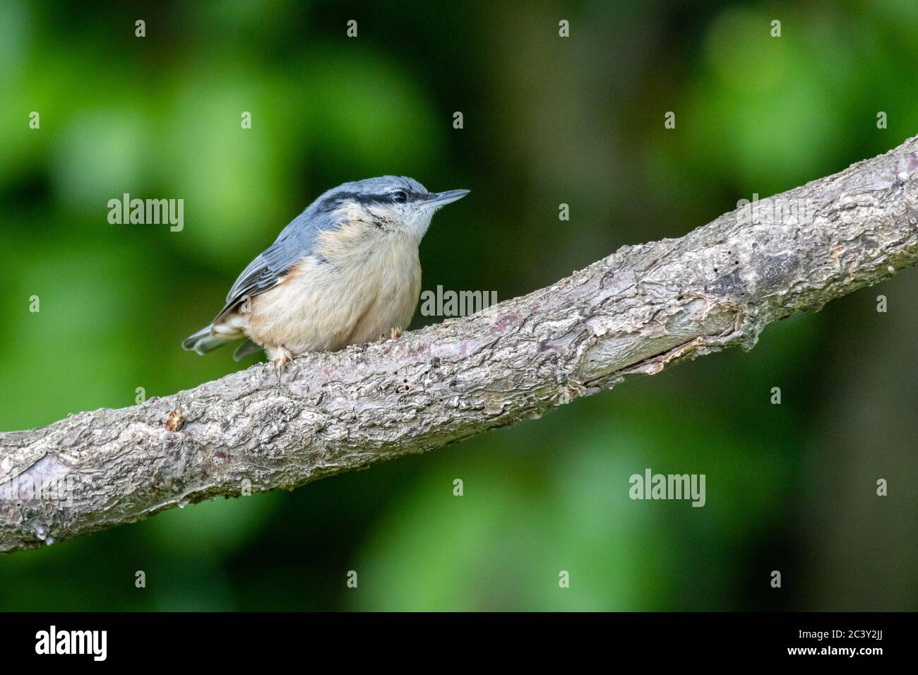 Gabor nuthatch best sale