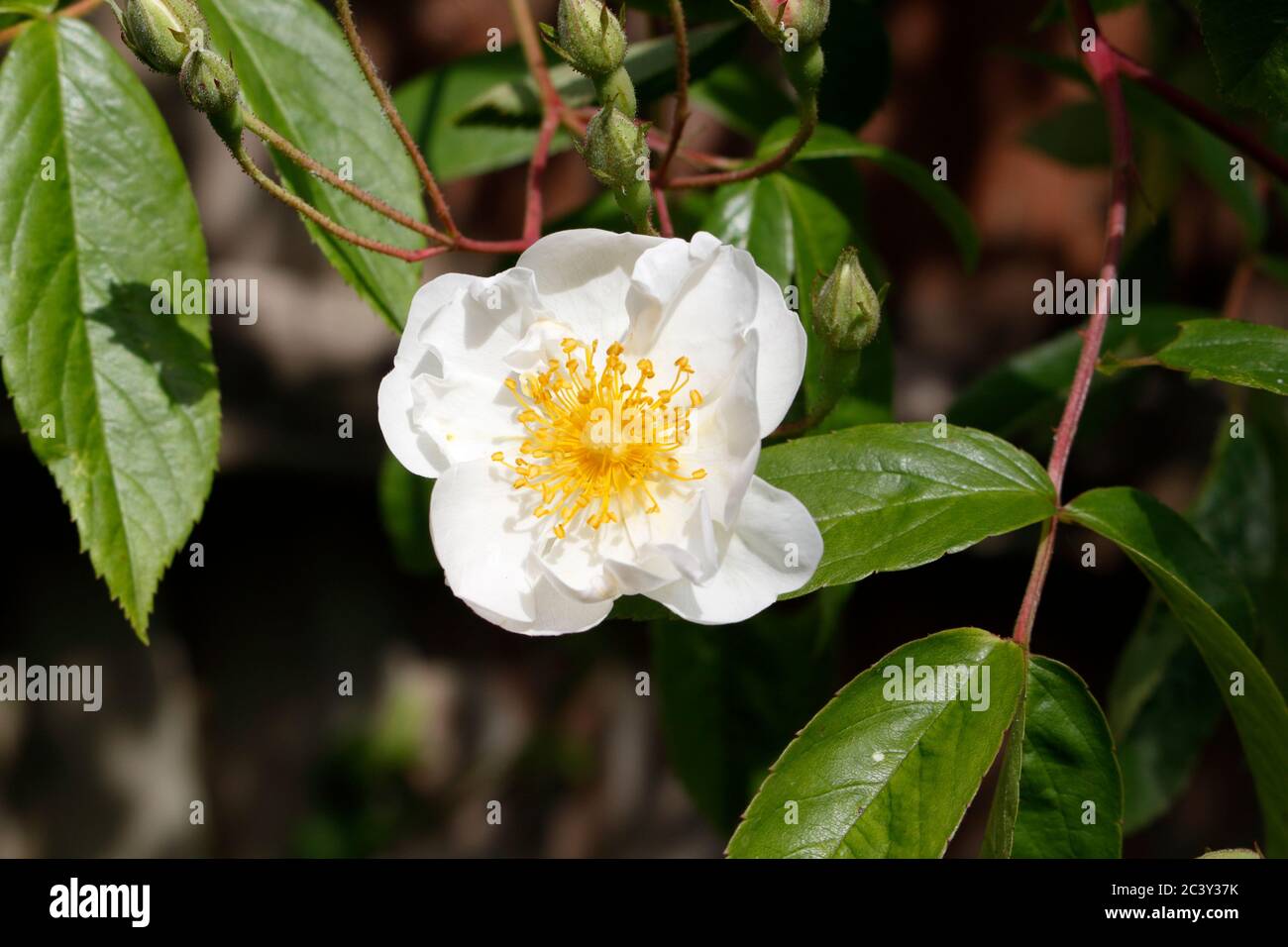 Brilliant white flower with yellow stamens Stock Photo