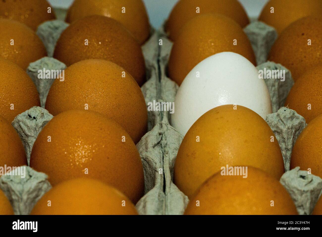 Close up Two Dozen Eggs organic Brown eggs surround On White egg contrast stock photograph Stock Photo