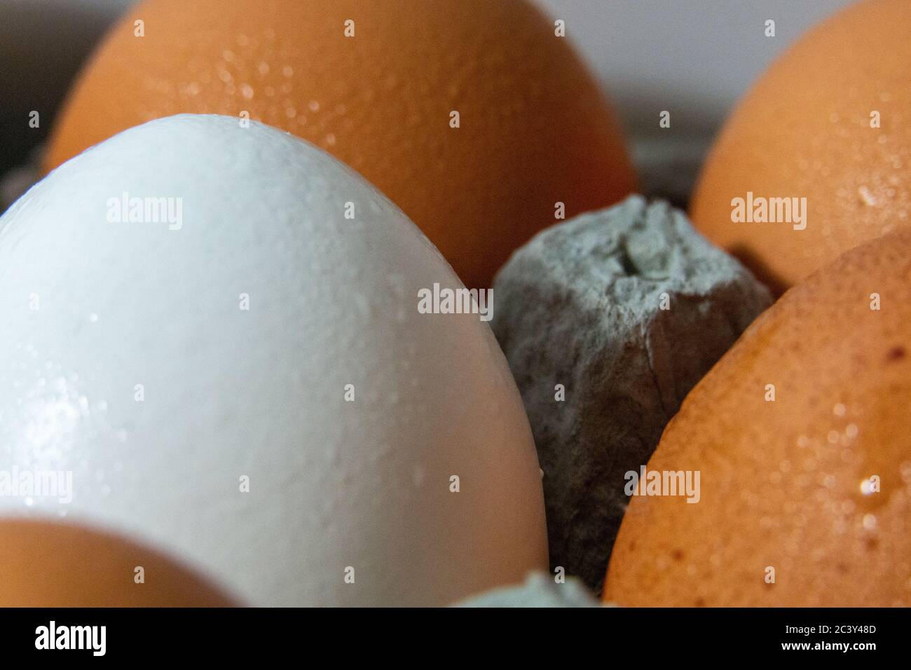 Close Up White Egg in the Middle of Brown Eggs Large in carton fresh wet eggs stock photograph Stock Photo