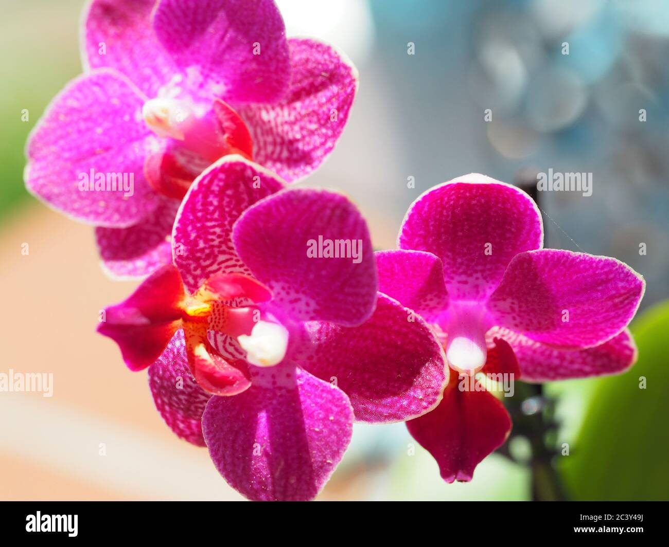 Magenta Miniature Orchid Close-up Stock Photo