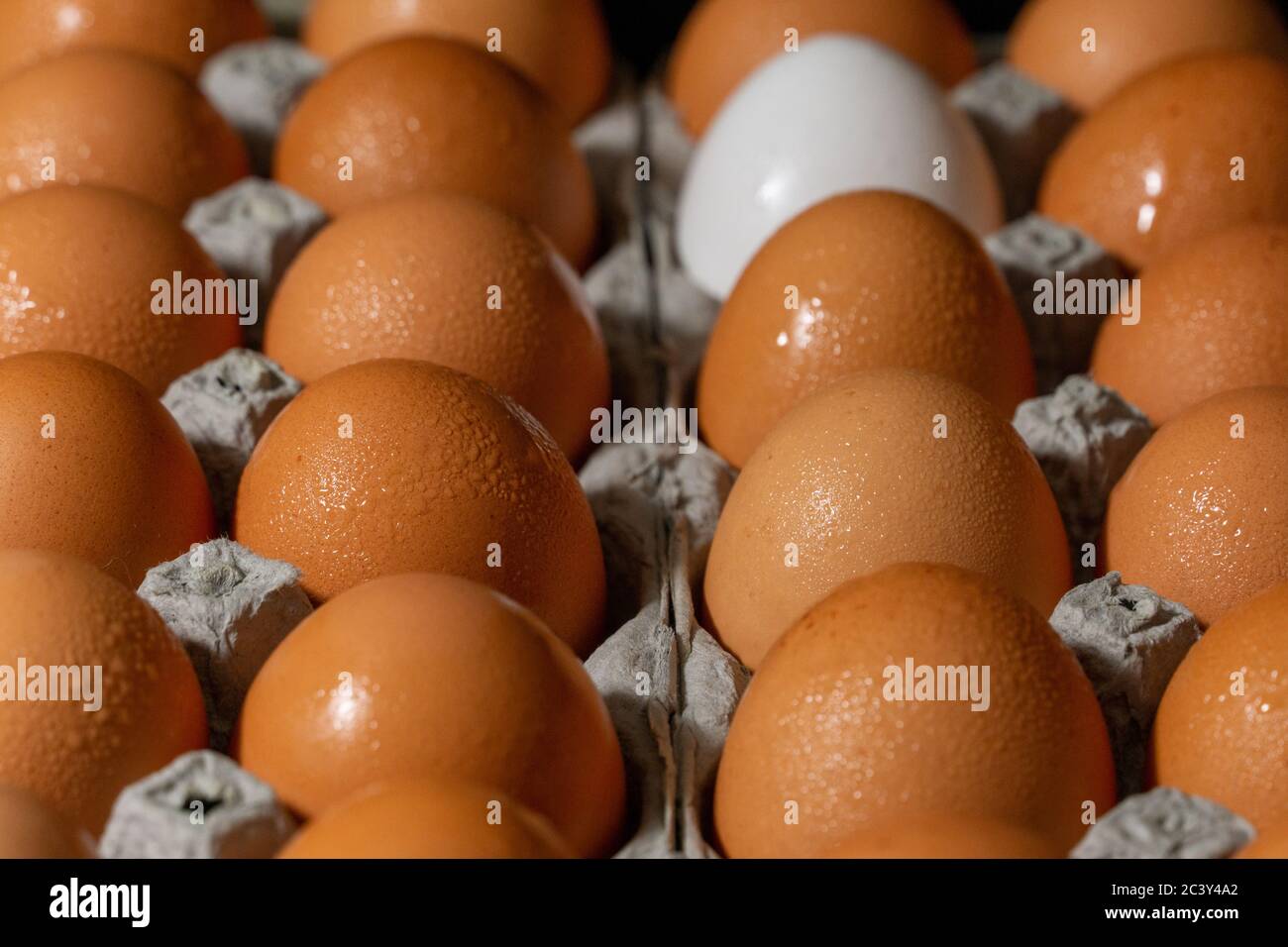 One White chicken Egg in two dozen brown chicken egg carton cardboard contrast stock photograph Stock Photo