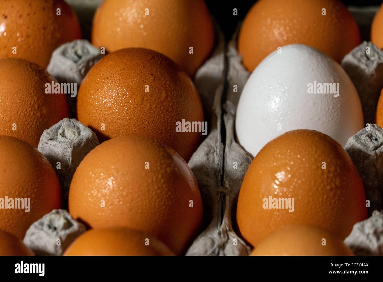 White Egg Mixed in with Brown Eggs in two dozen egg carton fresh wet chicken egg stock photograph Stock Photo