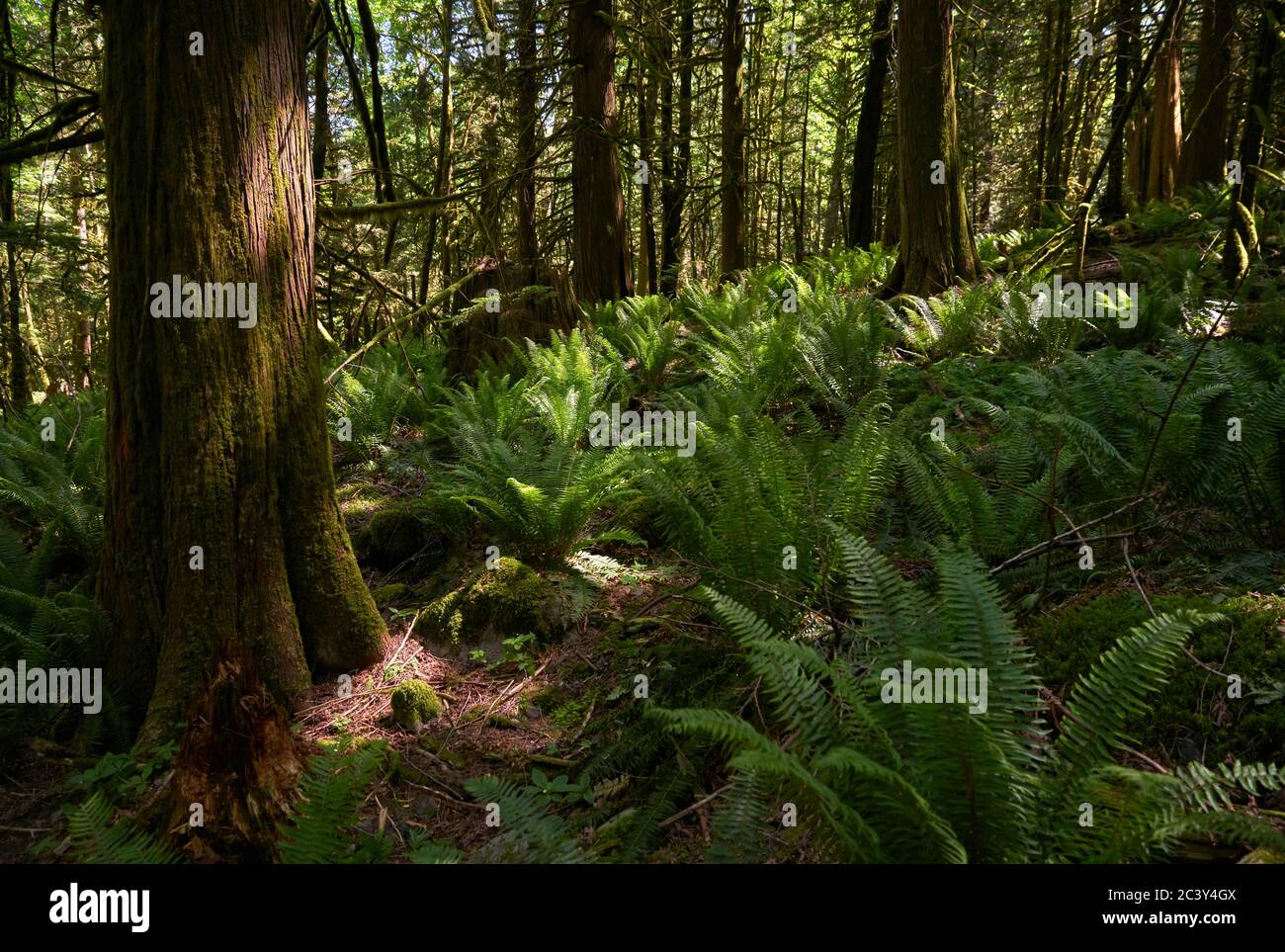 Pacific Northwest Forest Sunshine. A lush, temperate rainforest floor of the Pacific Northwest. Stock Photo