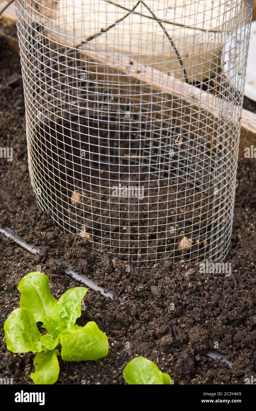 Potato cage with three Russian Banana seed potatoes in background, and leaf lettuce in foreground in a raised bed vegetable garden in spring with drip Stock Photo