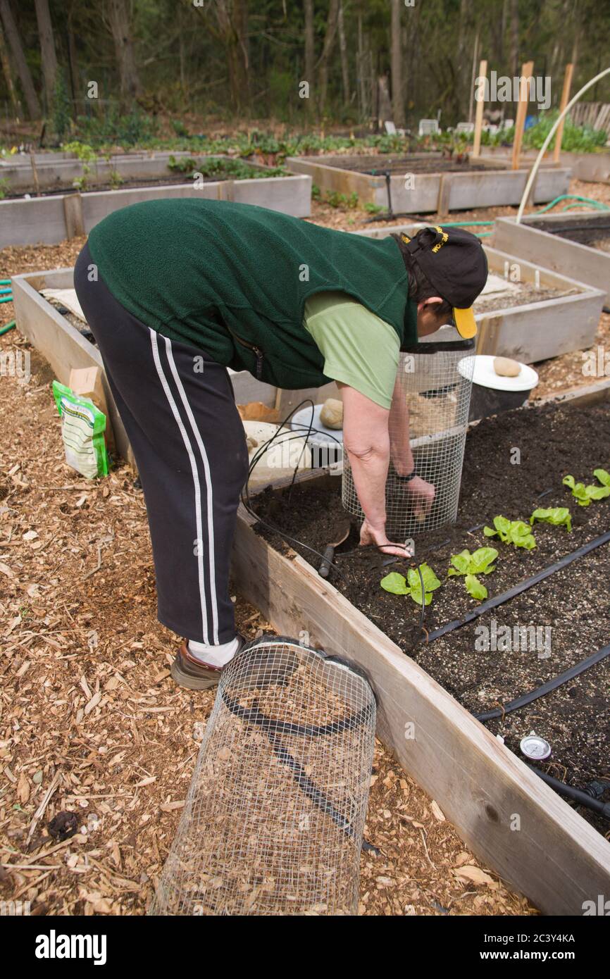 Woman planting Russian Banana seed potatoes in a potato cage, beside newly planted leaf lettuce starts, in spring, in a raised bed vegetable garden in Stock Photo