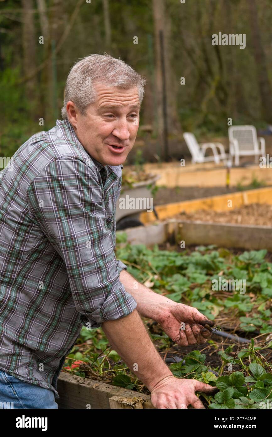 Man explaining how to thin a strawberry garden in Issaquah, Washington, USA Stock Photo