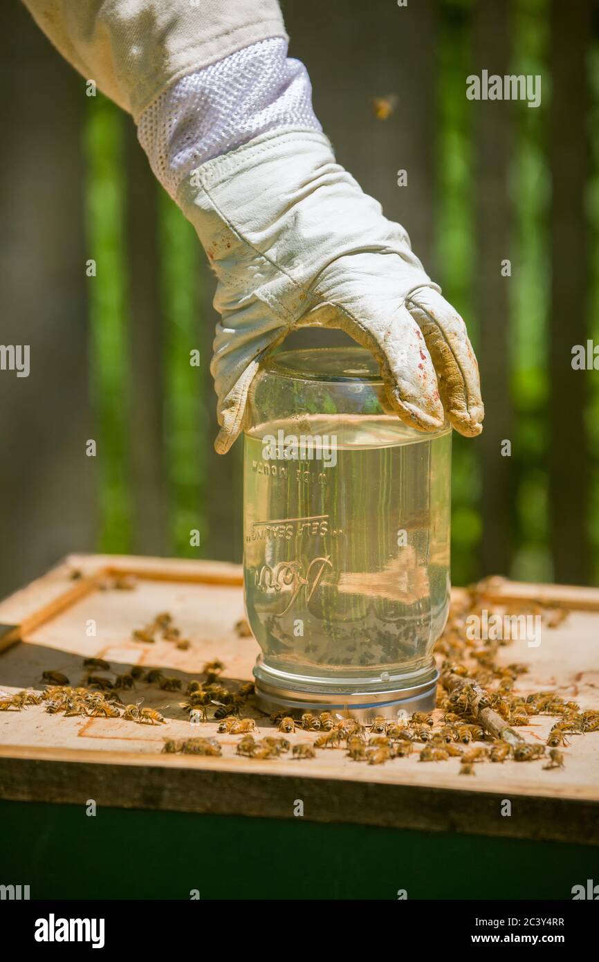Beekeeper placing a feeder jar on top of a hive in Seattle, Washington, USA.  A bee feeder jar has small holes in the lid which allows the bees to dri Stock Photo