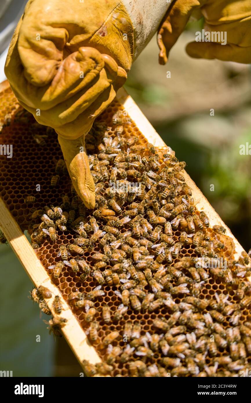 Beekeeper pointing at a queen honeybee on a frame of bees in Seattle, Washington, USA.  The queen bee is larger (and specifically the abdomen is notic Stock Photo