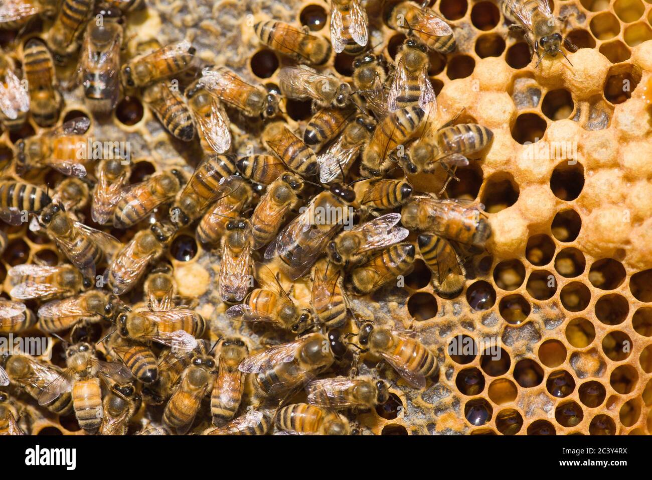 Close-up of frame showing two drone honeybees on the middle of the frame, along with other worker honeybees, honey and pupae in upper right (whitish c Stock Photo