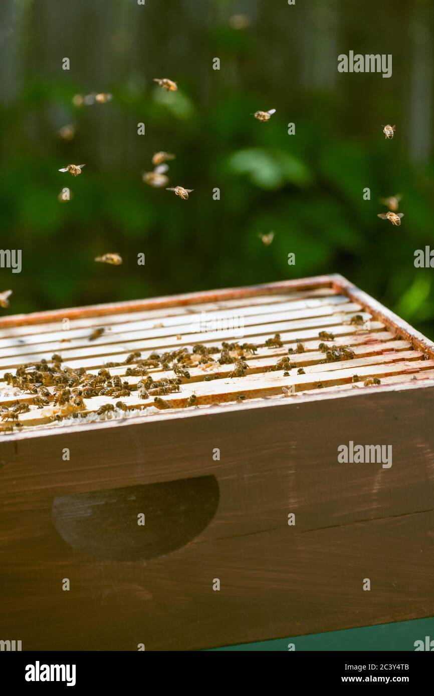 Honeybees on frames in a super in a Langstroth beehive, with some swarming above, in Seattle, Washington, USA Stock Photo
