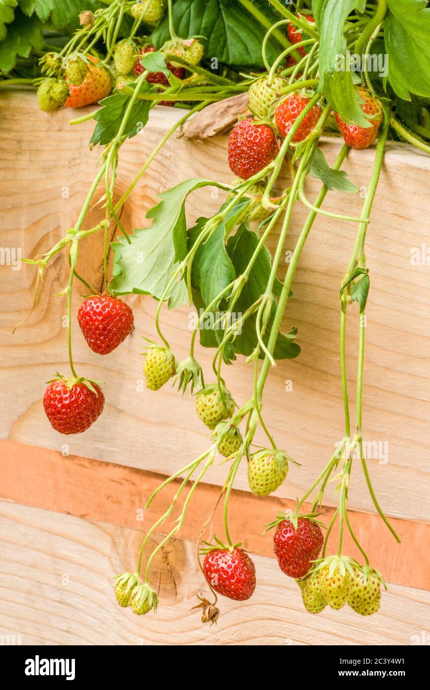 Everbearing strawberries growing in a raised bed garden, with copper slug repellant tape on the side, in Issaquah, Washington, USA Stock Photo