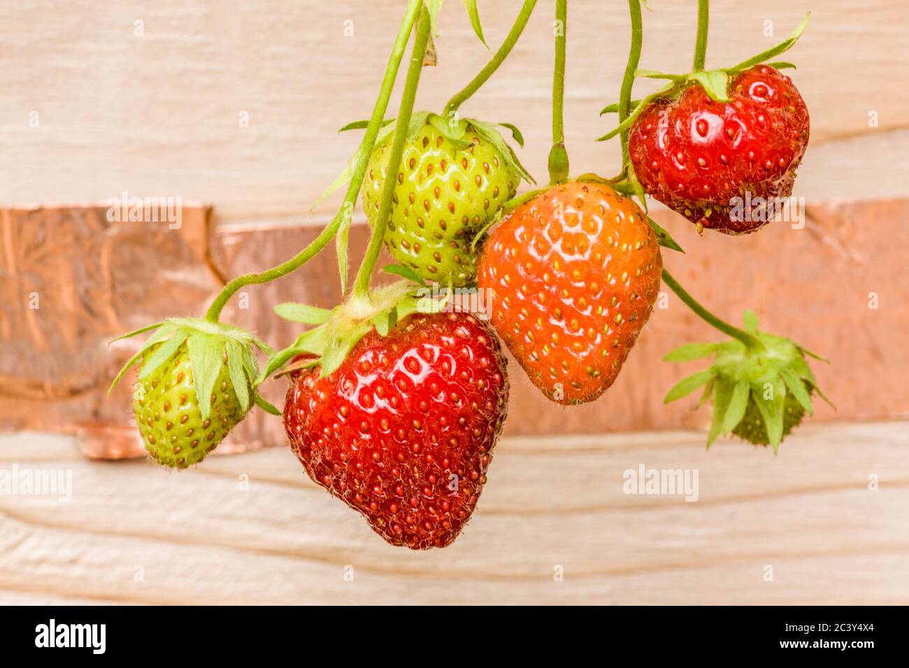Everbearing strawberries growing in a raised bed garden, with copper slug repellant tape on the side, in Issaquah, Washington, USA Stock Photo