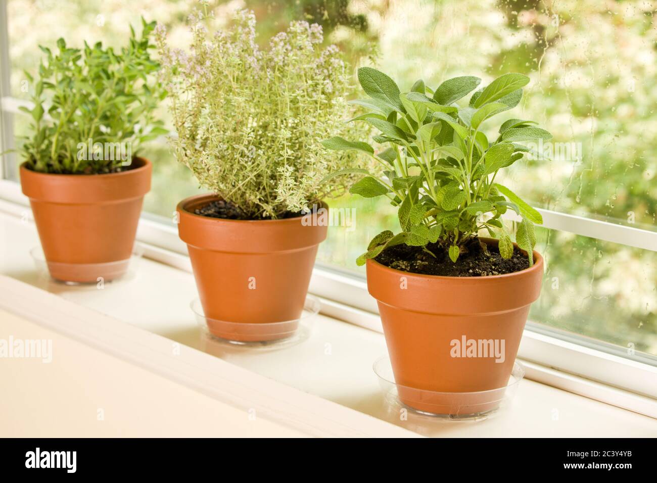 Three clay pots of herbs, left to right: Greek Oregano, Silver Posie Thyme and Berggarten Sage, sitting on a windowsill in western Washington, USA Stock Photo