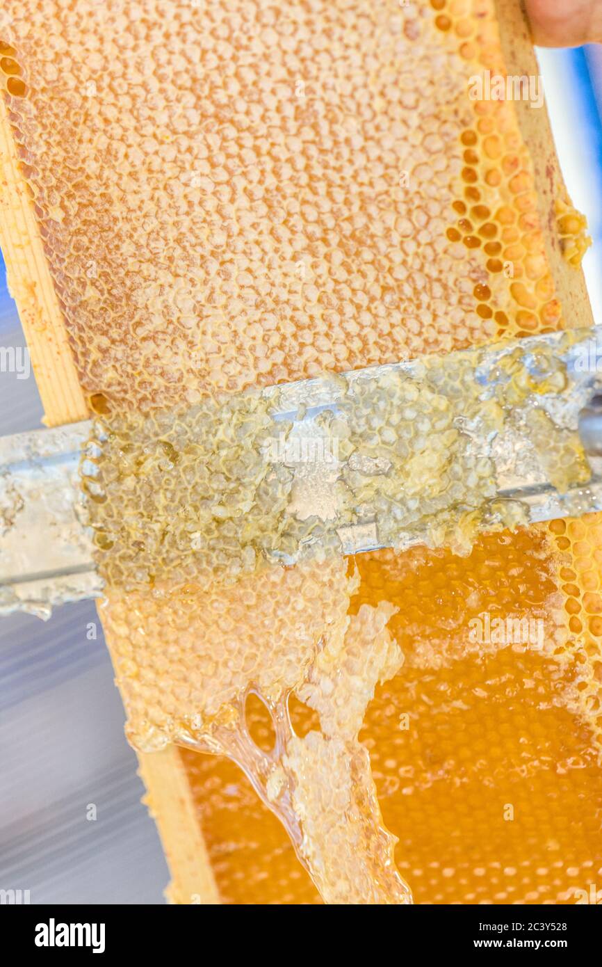 Uncapping honey in a capped frame, using a hot knife Stock Photo