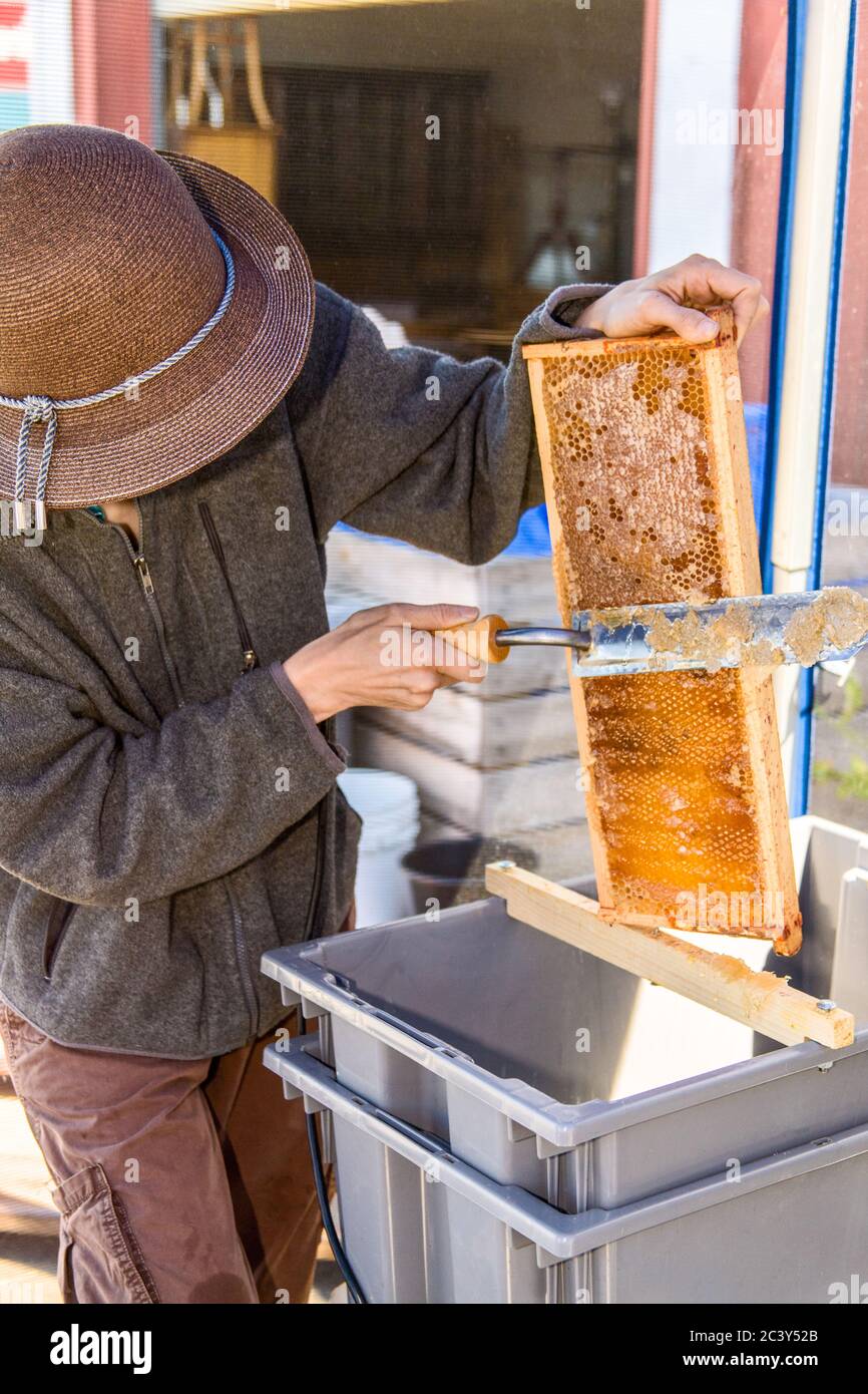 Woman using an electric hot knife to uncap the honey by scraping off the caps Stock Photo