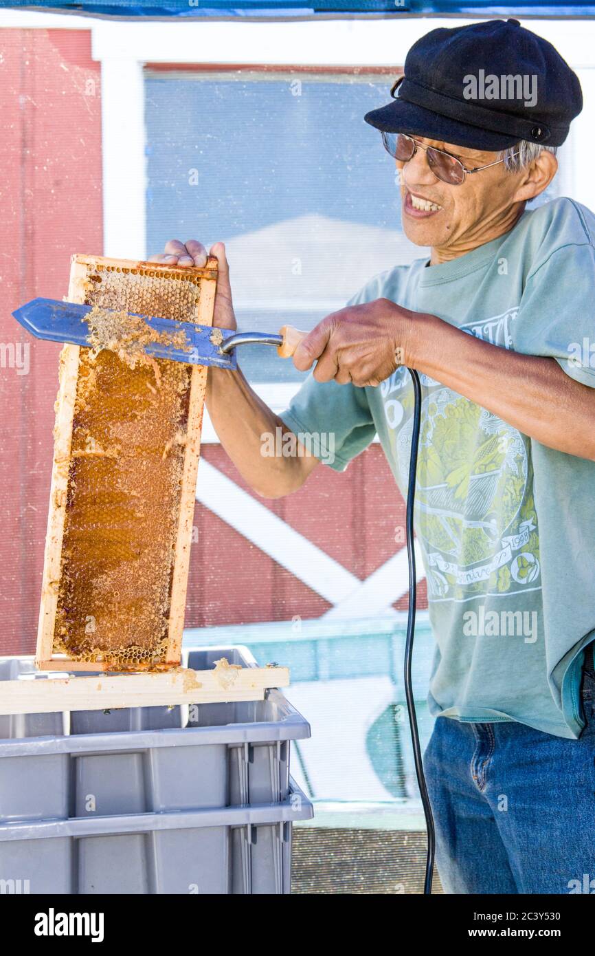 Man uncapping honey in a capped frame, using an electric hot knife Stock Photo