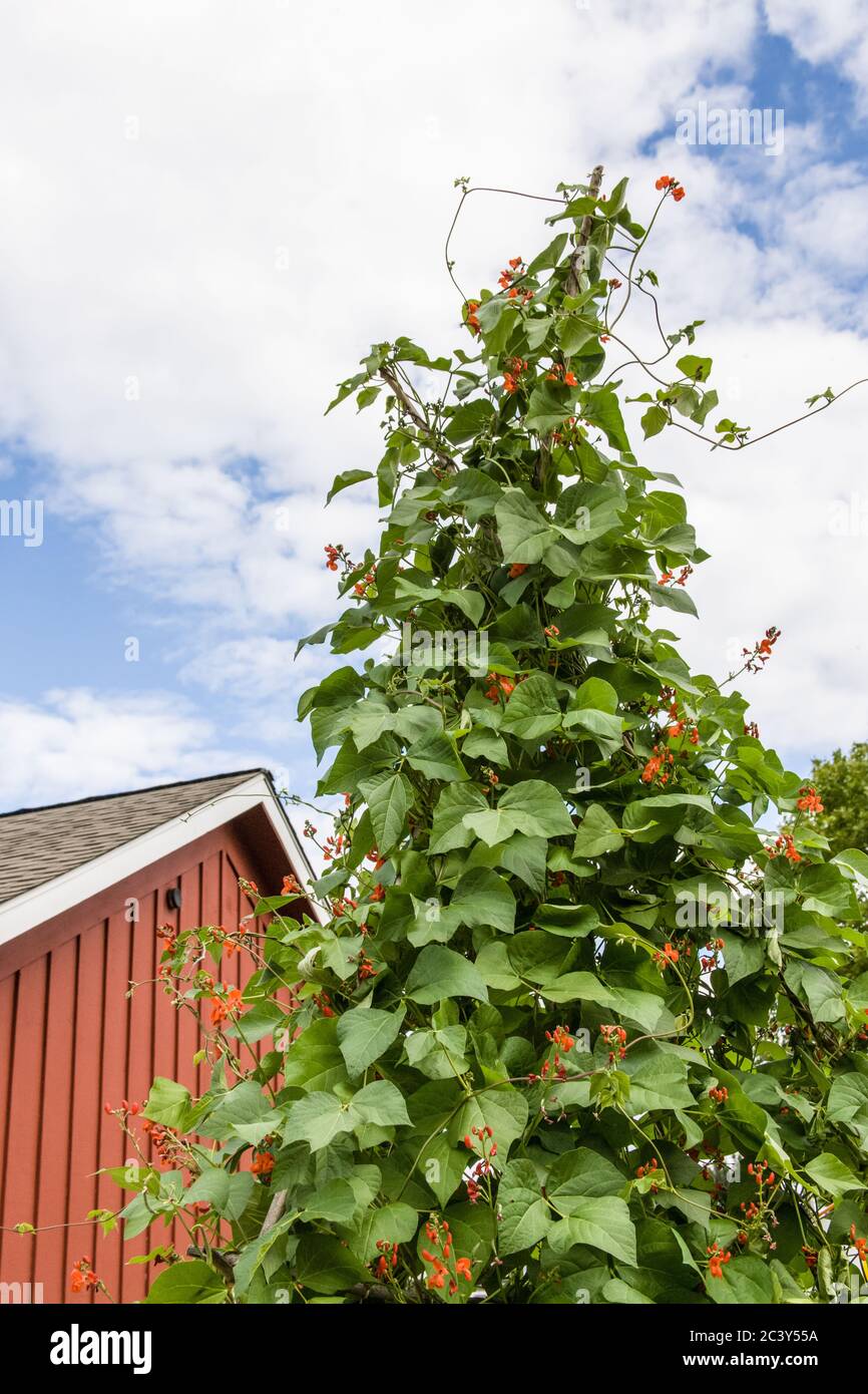 Scarlet Runner Beans High Resolution Stock Photography and Images Alamy