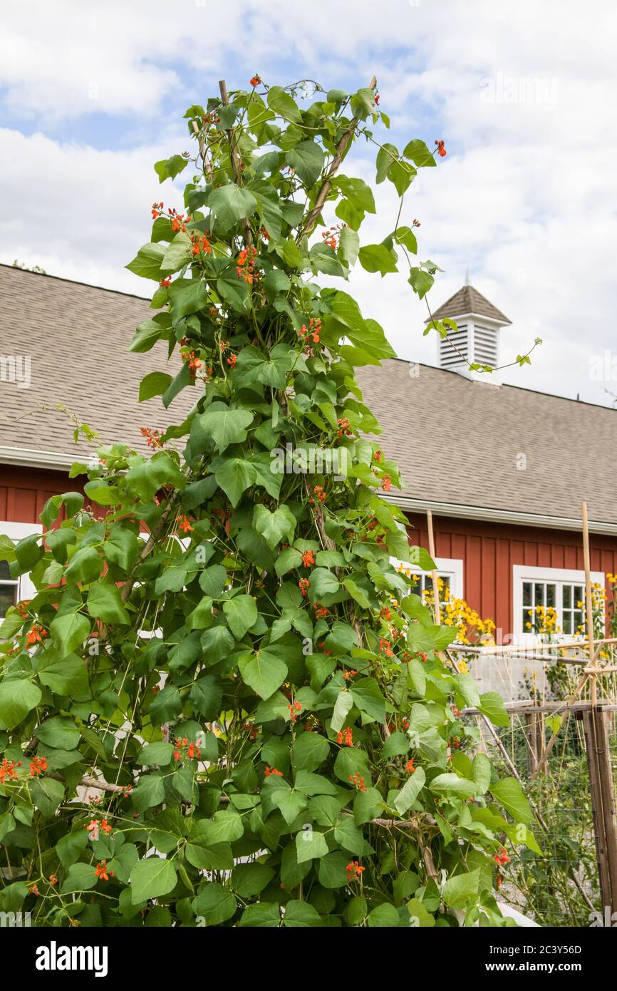Scarlet runner beans hires stock photography and images Alamy