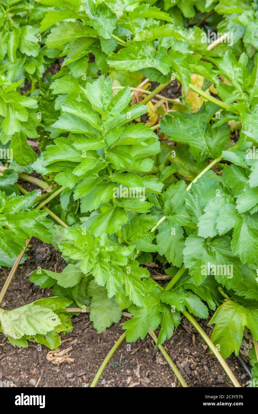 Parsnips growing in a vegetable garden in Issaquah, Washington, USA.  A parsnip is a root vegetable related to the carrot. Parsnips resemble carrots, Stock Photo