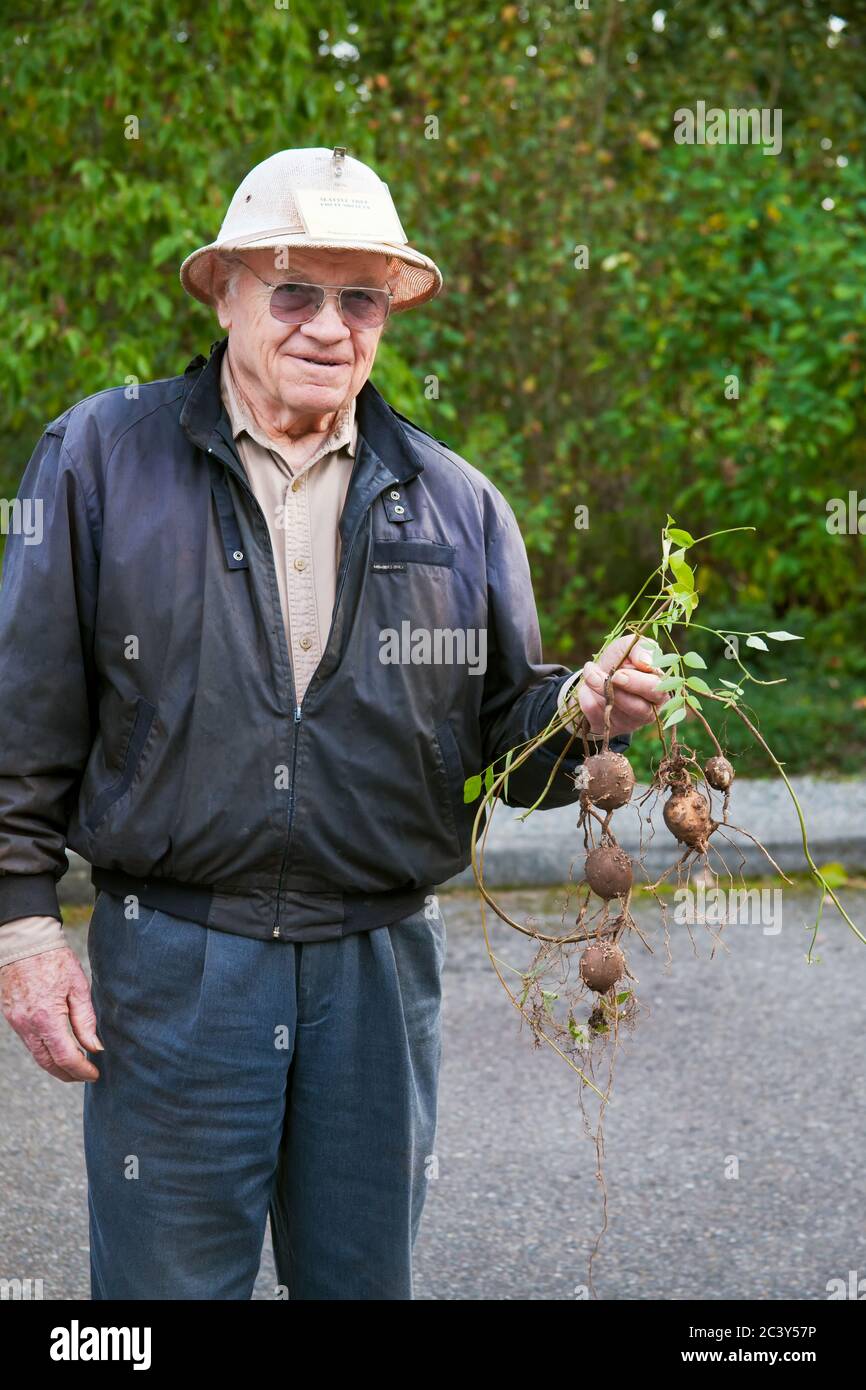 Freshly harvested Indian Potatoes, an heirloom potato that is native to the eastern United States, in a garden in Bellevue, Washington, USA Stock Photo