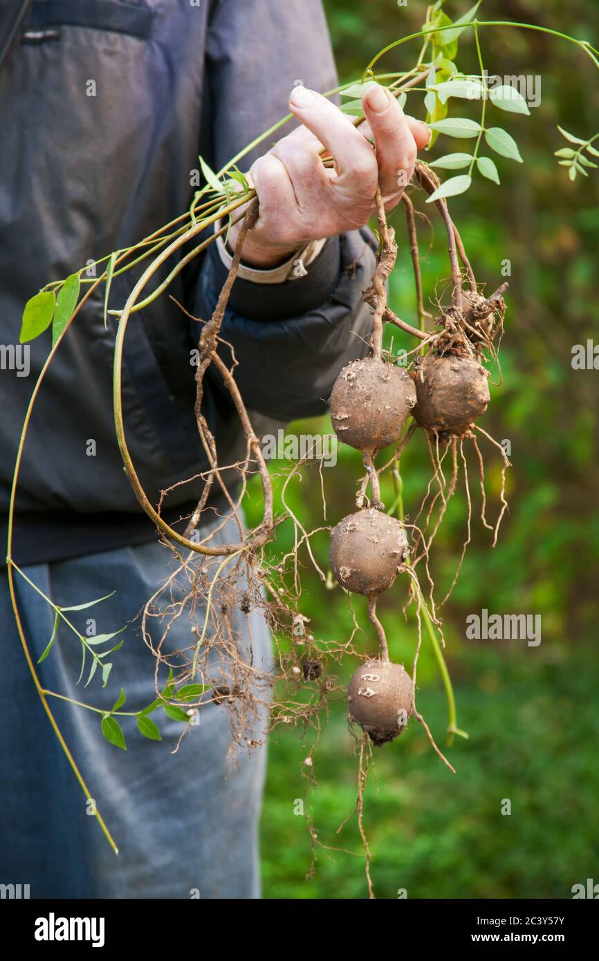 Freshly harvested Indian Potatoes, an heirloom potato that is native to the eastern United States, in a garden in western Washington, USA Stock Photo