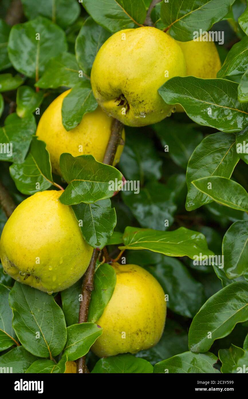 Aromatnaya quince hires stock photography and images Alamy
