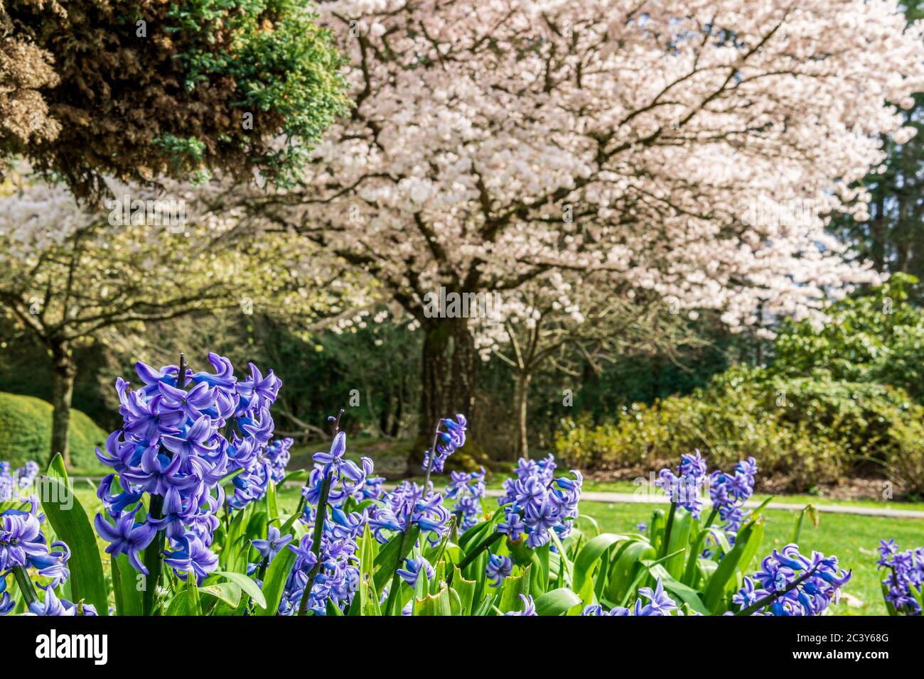 Hyacinth tree hires stock photography and images Alamy