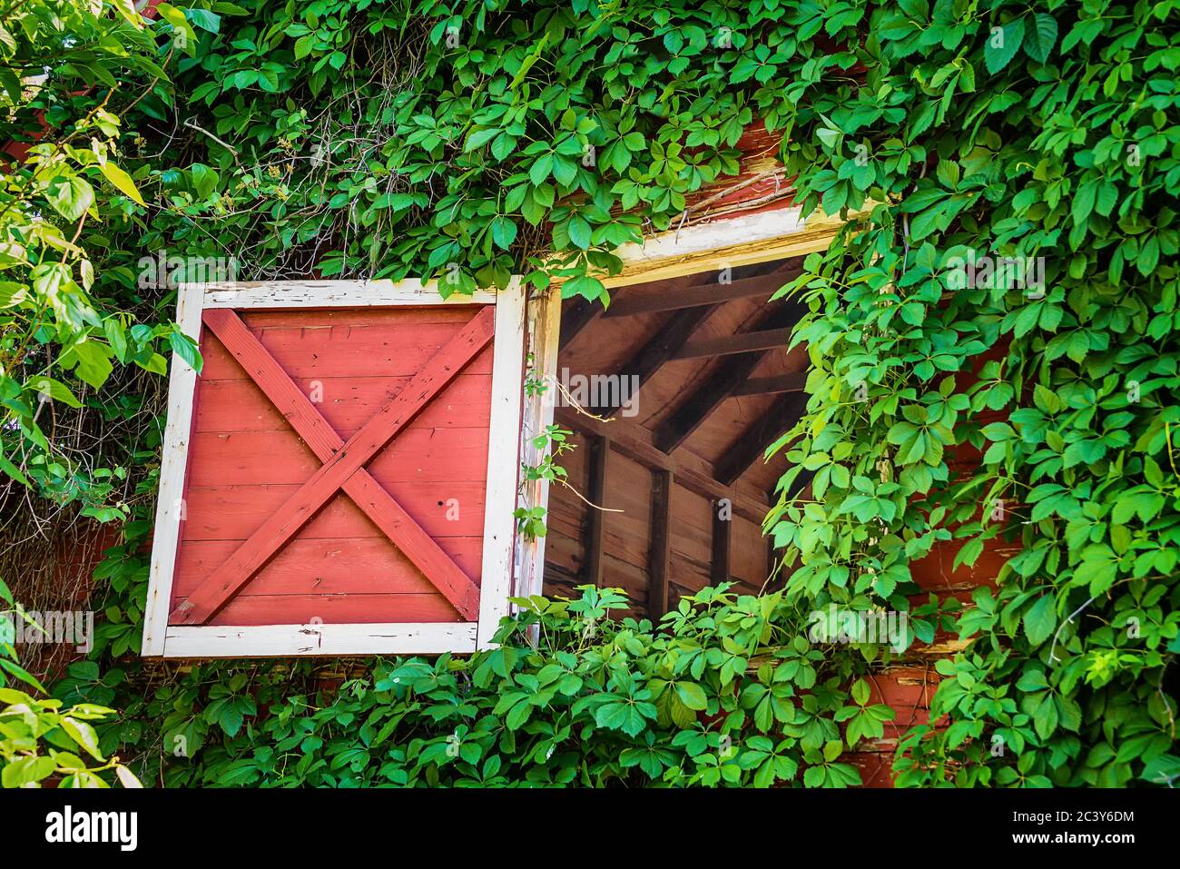 Open attic barn door of an old weathered red barn. Vine growing and  covering the wooden wall Stock Photo - Alamy