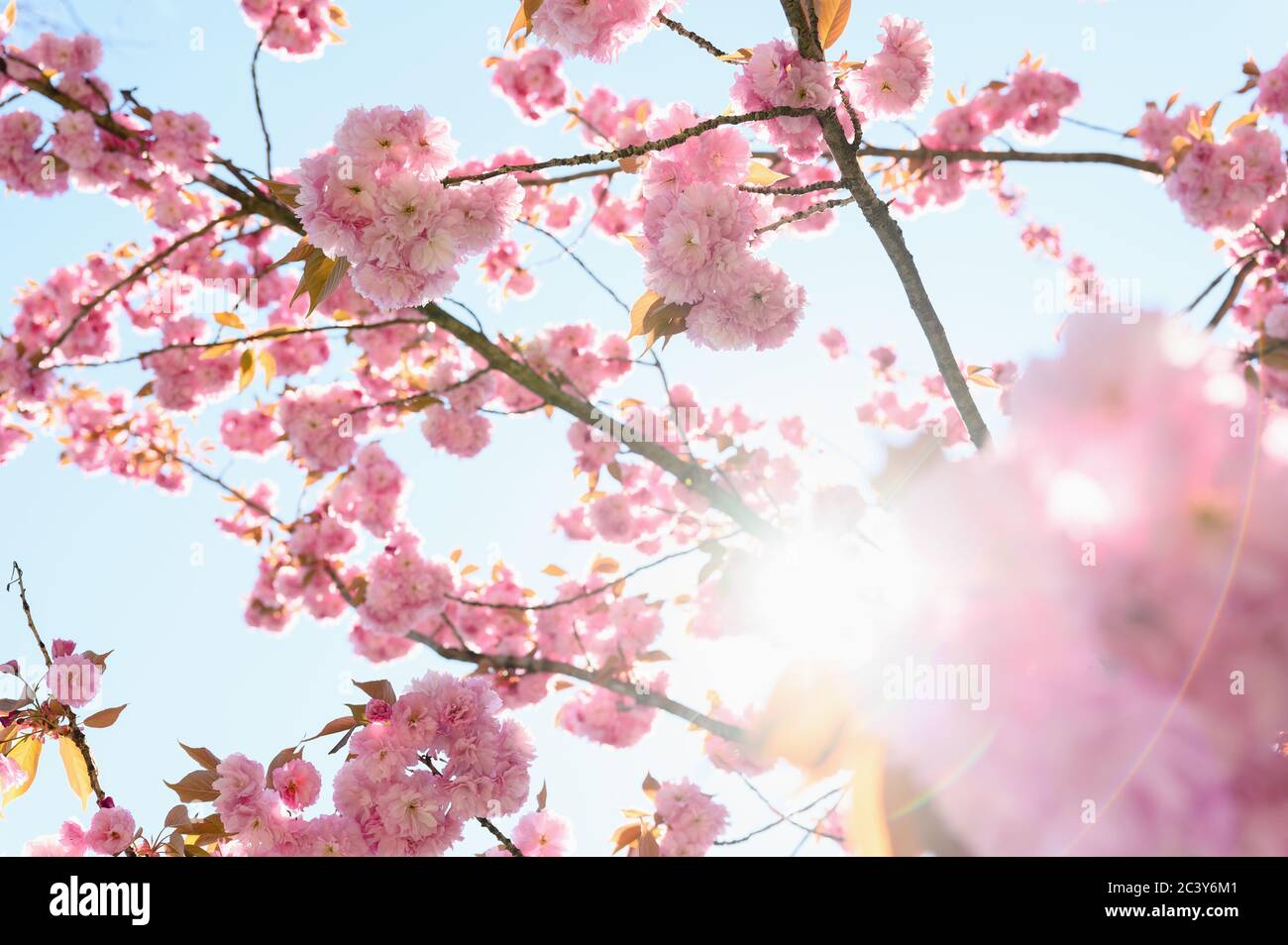 Pink Spring blossoms against sky Stock Photo