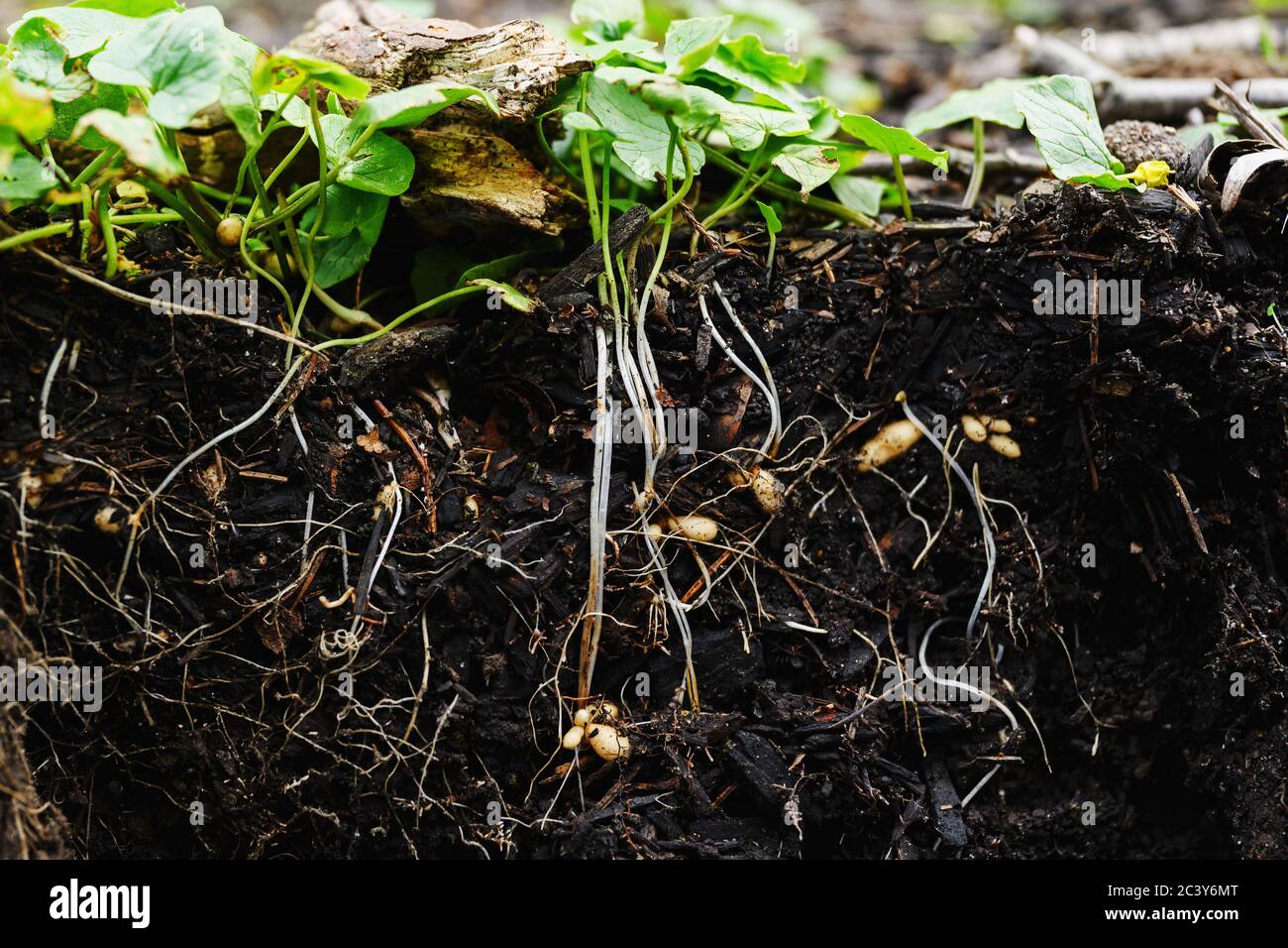 Close-up of pants roots in soil Stock Photo